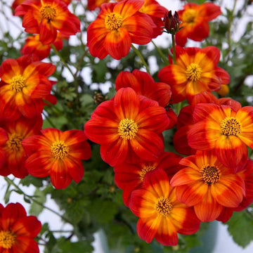 Bidens ferulifolia 'Blazing Ring of Fire' – Beggarticks