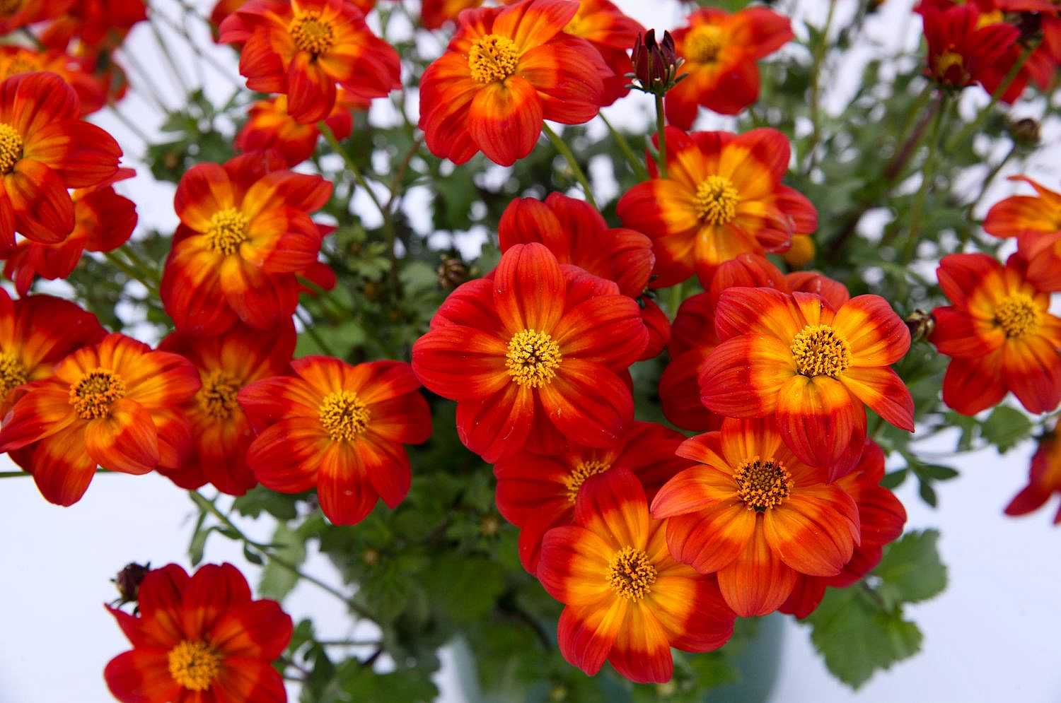 Bidens ferulifolia Timeless Collection 'Blazing Ring of Fire' – Beggarticks