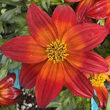 Bidens 'Smile Dark Red' – Beggarticks