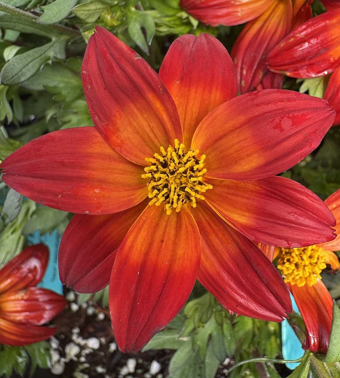 Bidens 'Smile Dark Red' – Beggarticks