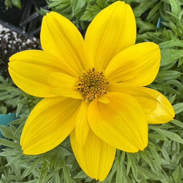Bidens 'Smile Yellow' – Beggarticks