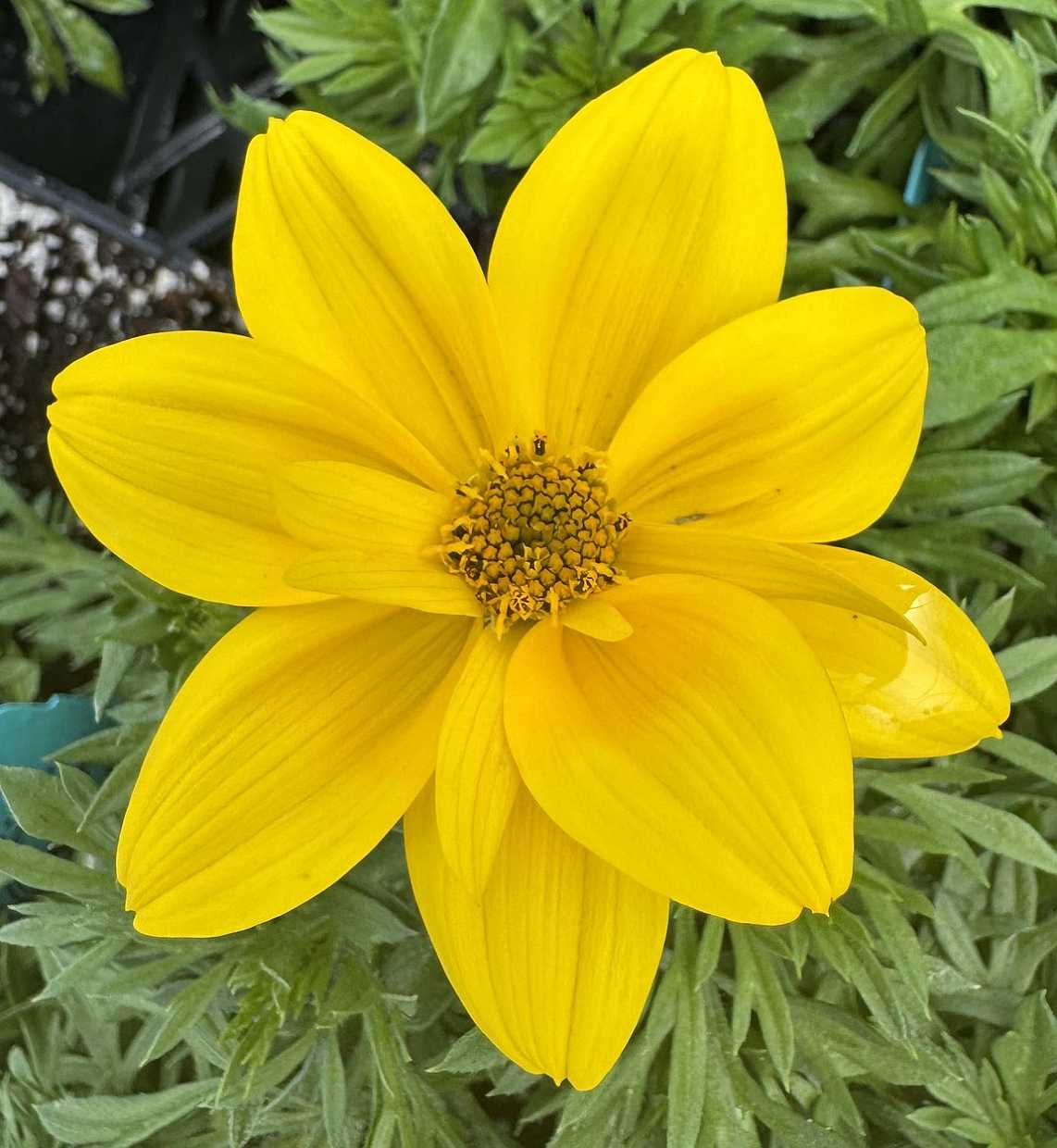 Bidens 'Smile Yellow' – Beggarticks