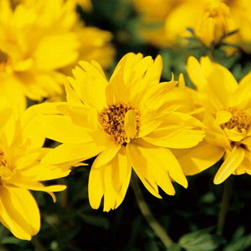 Bidens 'Tweety' – Beggarticks