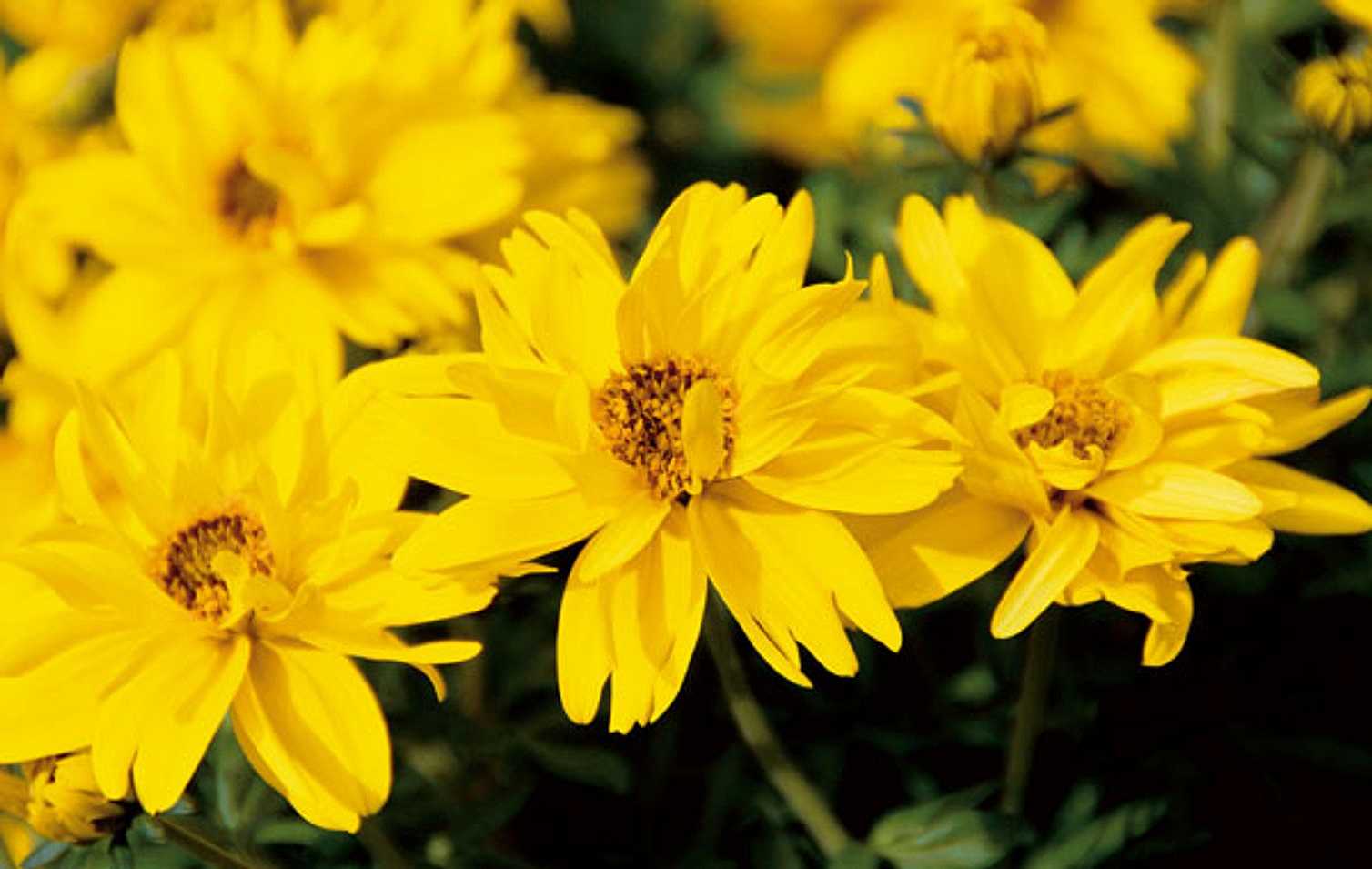 Bidens 'Tweety' – Beggarticks