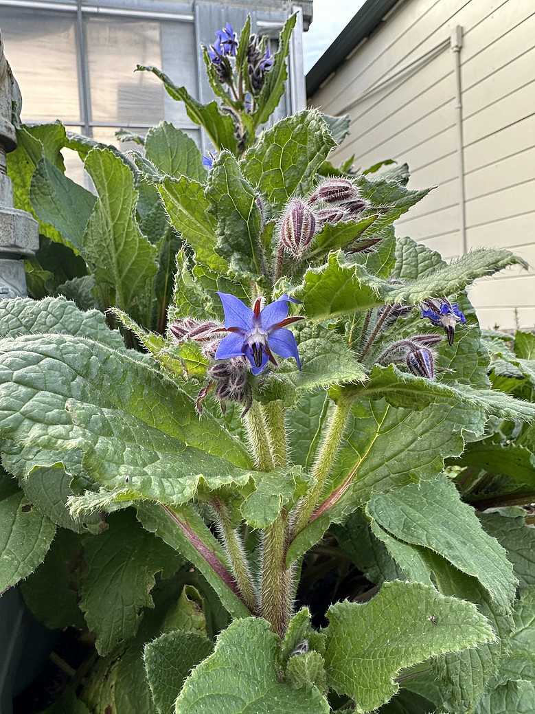 Borago officinalis – Organic Borage