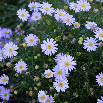 Brachyscome Surdaisy 'Mauve' – Swan River Daisy
