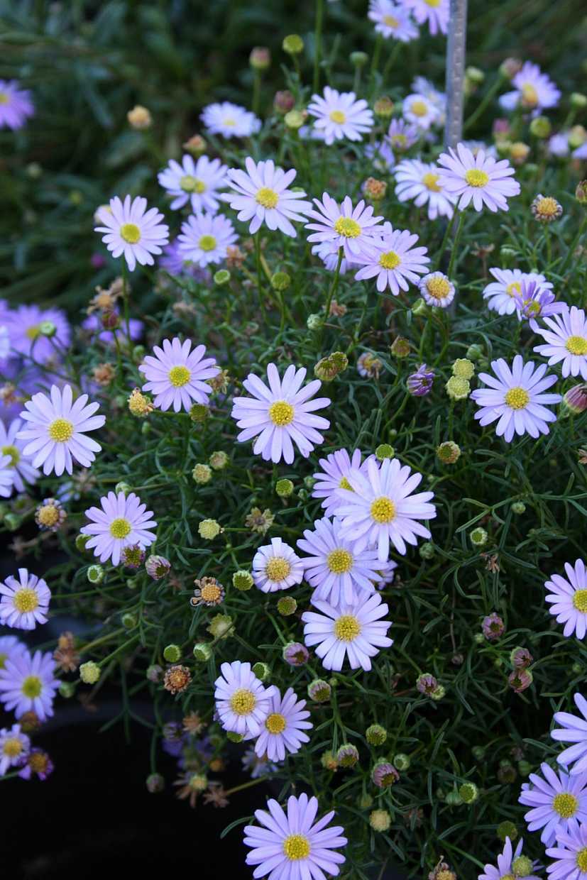 Brachyscome Surdaisy 'Mauve' – Swan River Daisy
