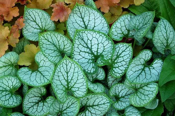 Brunnera macrophylla 'Jack Frost' – Siberian Bugloss