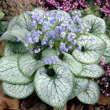 BRUNNERA macrophylla 'Jack Frost' (Siberian Bugloss, Forget-Me-Not, Alkanet)