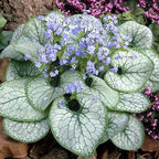 BRUNNERA macrophylla 'Jack Frost' (Siberian Bugloss, Forget-Me-Not, Alkanet)