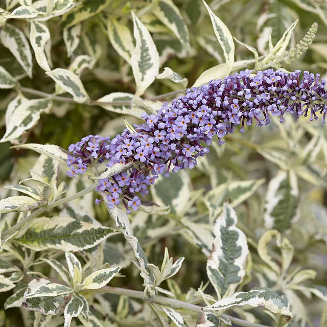 Buddleja 'Butterfly Gold' – Butterfly Bush / Summer Lilac