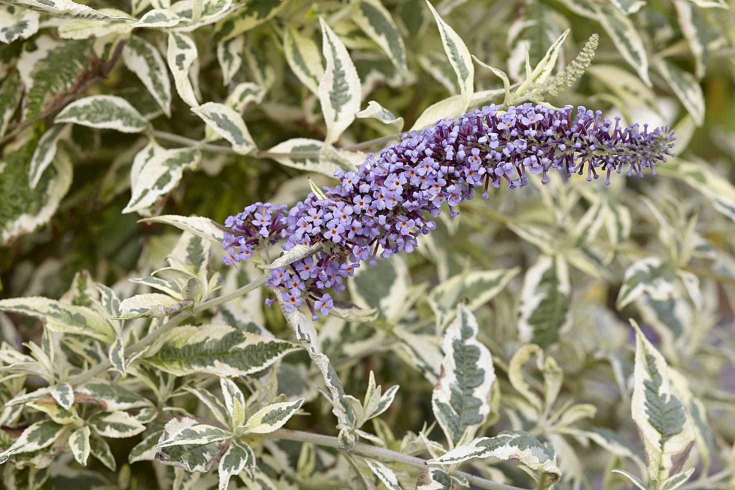 Buddleja 'Butterfly Gold' – Butterfly Bush / Summer Lilac