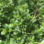 Baccharis pilularis 'Pigeon Point' – Coyote Brush