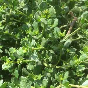 Baccharis pilularis 'Pigeon Point' – Coyote Brush