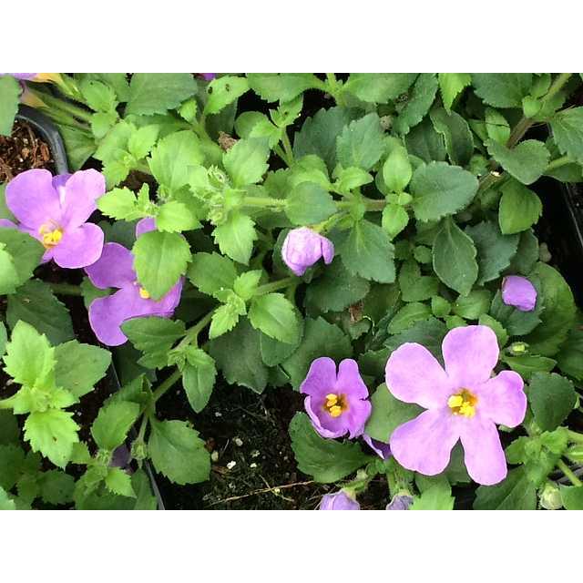 Sutera cordata 'Scopia Gulliver Blue' – Bacopa