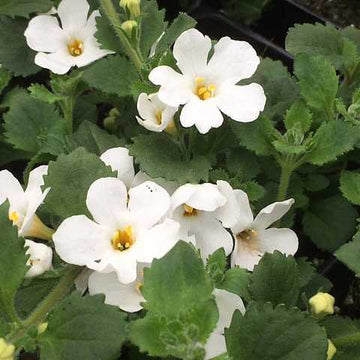 Sutera cordata 'Scopia Gulliver White' – Bacopa