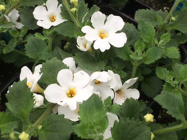 Sutera cordata 'Scopia Gulliver White' – Bacopa