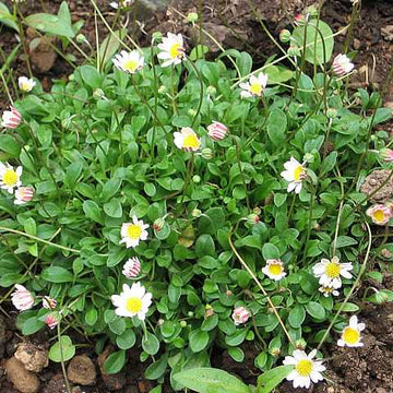 BELLIUM minutum (Minature Daisy)