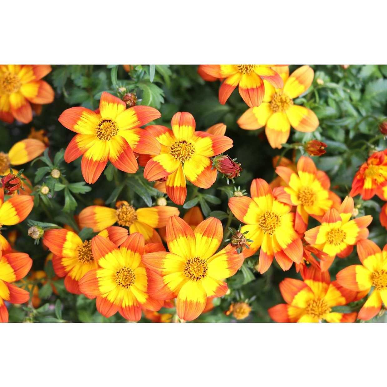 Bidens 'Bidy Boom Wildfire' – Beggarticks