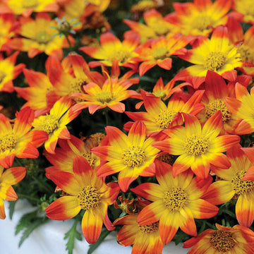 Bidens 'Beedance Painted Red' – Beggarticks