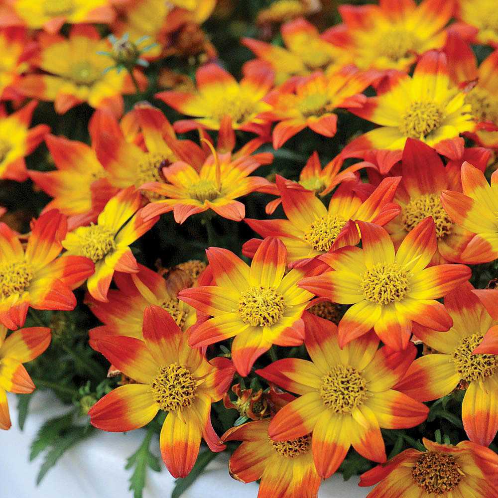 Bidens 'Beedance Painted Red' – Beggarticks