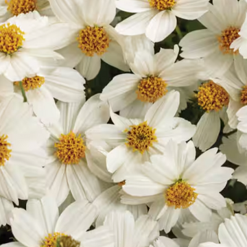 Bidens ferulifolia Timeless Collection 'White Delight' – Beggarticks