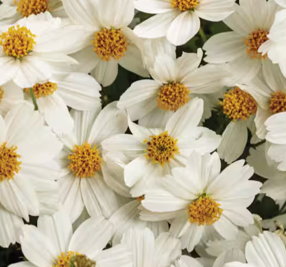 Bidens ferulifolia Timeless Collection 'White Delight' – Beggarticks
