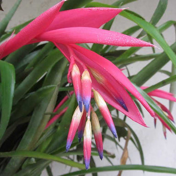 Billbergia nutans – Queen's Tears