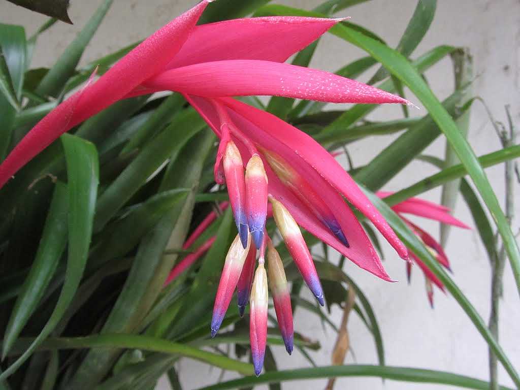 Billbergia nutans – Queen's Tears