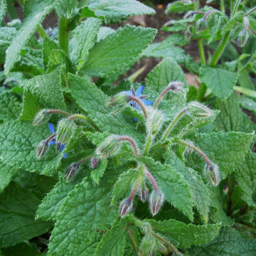 Borago officinalis – Organic Borage