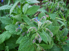 Borago officinalis – Organic Borage