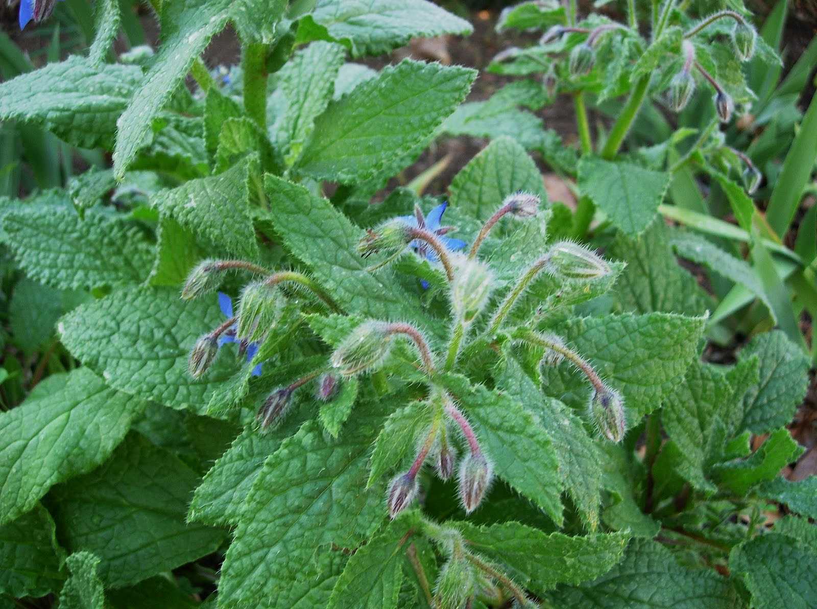 Borago officinalis – Organic Borage