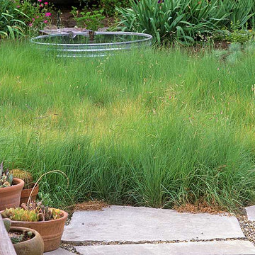 BOUTELOUA gracilis (Blue Grama Grass, Mosquito Grass)