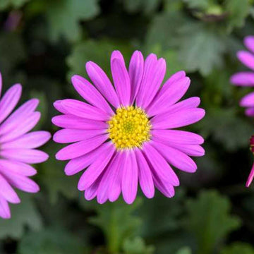 BRACHYSCOME angustifolia Fresco 'Candy'