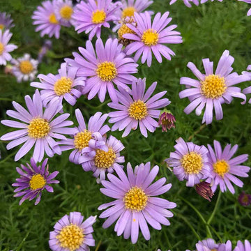 Brachyscome multifida 'Blue' – Swan River Daisy