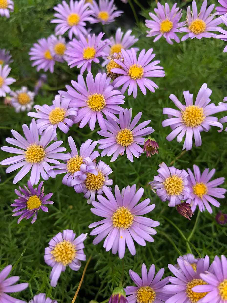 Brachyscome multifida 'Blue' – Swan River Daisy