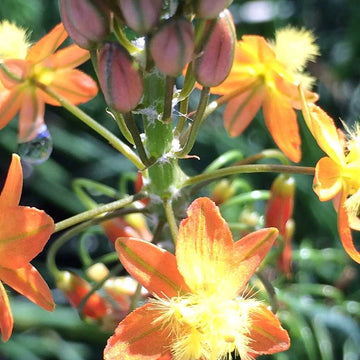 Bulbine frutescens 'Hallmark' – Bulbine