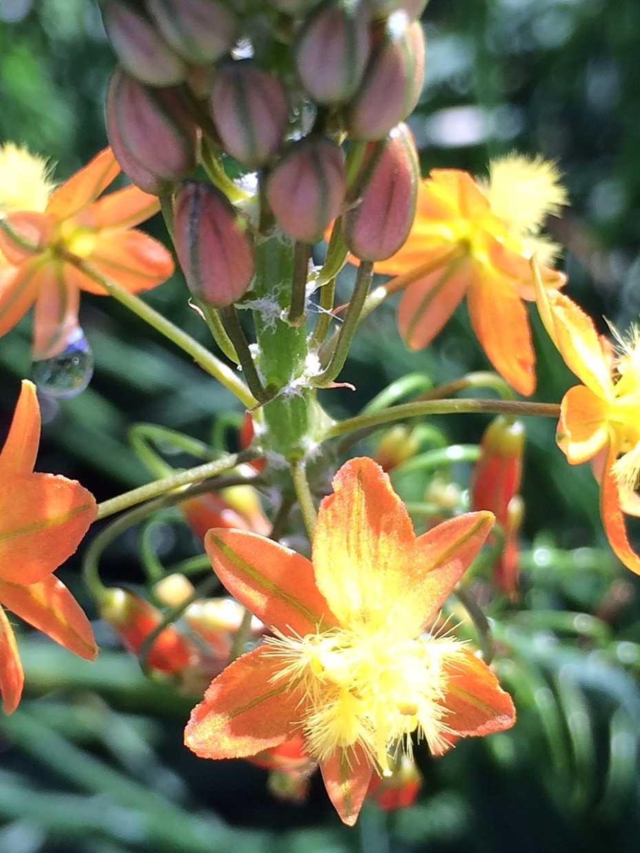 Bulbine frutescens 'Hallmark' – Bulbine