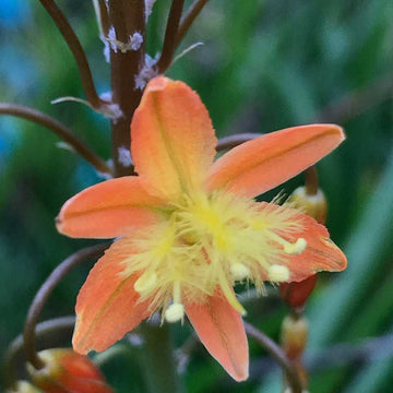 Bulbine frutescens (orange form) – Stalked Bulbine