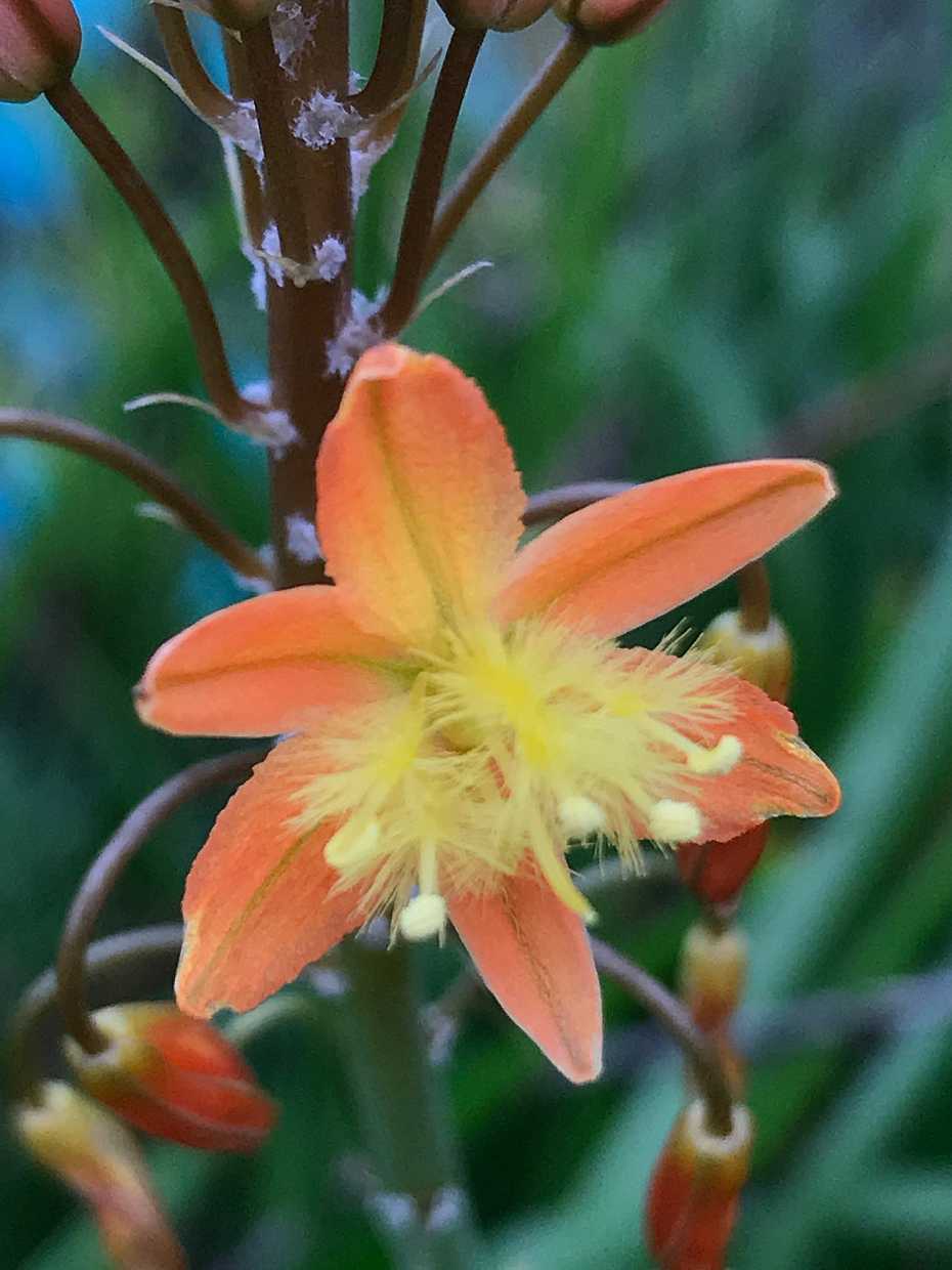 Bulbine frutescens (orange form) – Stalked Bulbine