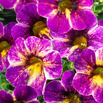 Calibrachoa hybrid Chameleon 'Blackberry Pie' – Million Bells