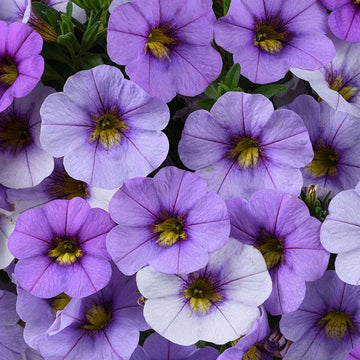 Calibrachoa Ombre 'Blue' – Million Bells