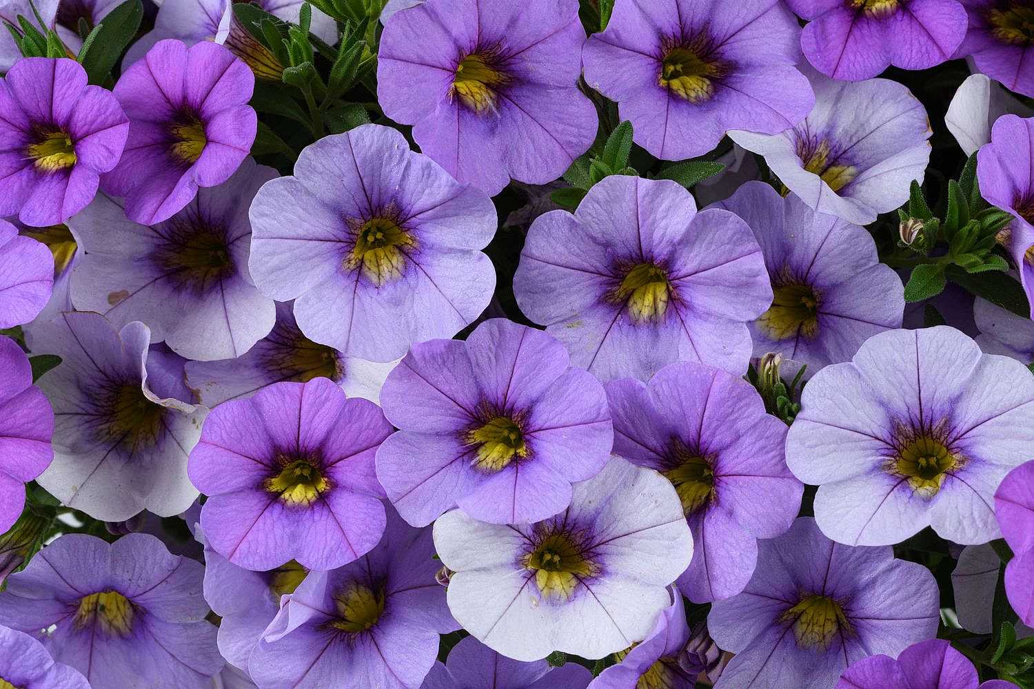 Calibrachoa Ombre 'Blue' – Million Bells