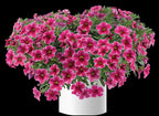Calibrachoa Colibri 'Cherry Lace' – Million Bells
