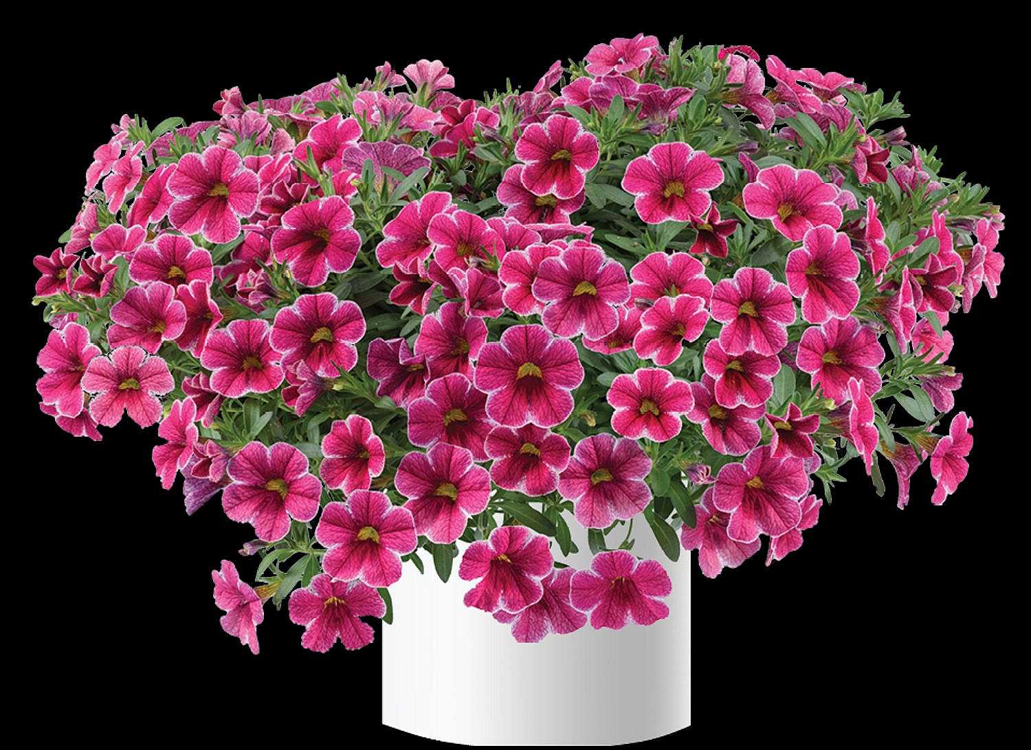 Calibrachoa Colibri 'Cherry Lace' – Million Bells