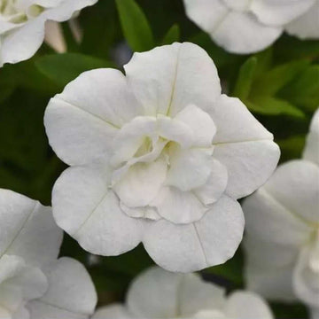 Calibrachoa MiniFamous Uno 'Double White' – Million Bells