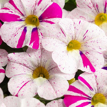 Calibrachoa hybrid Caliloco 'Graffitti' – Million Bells