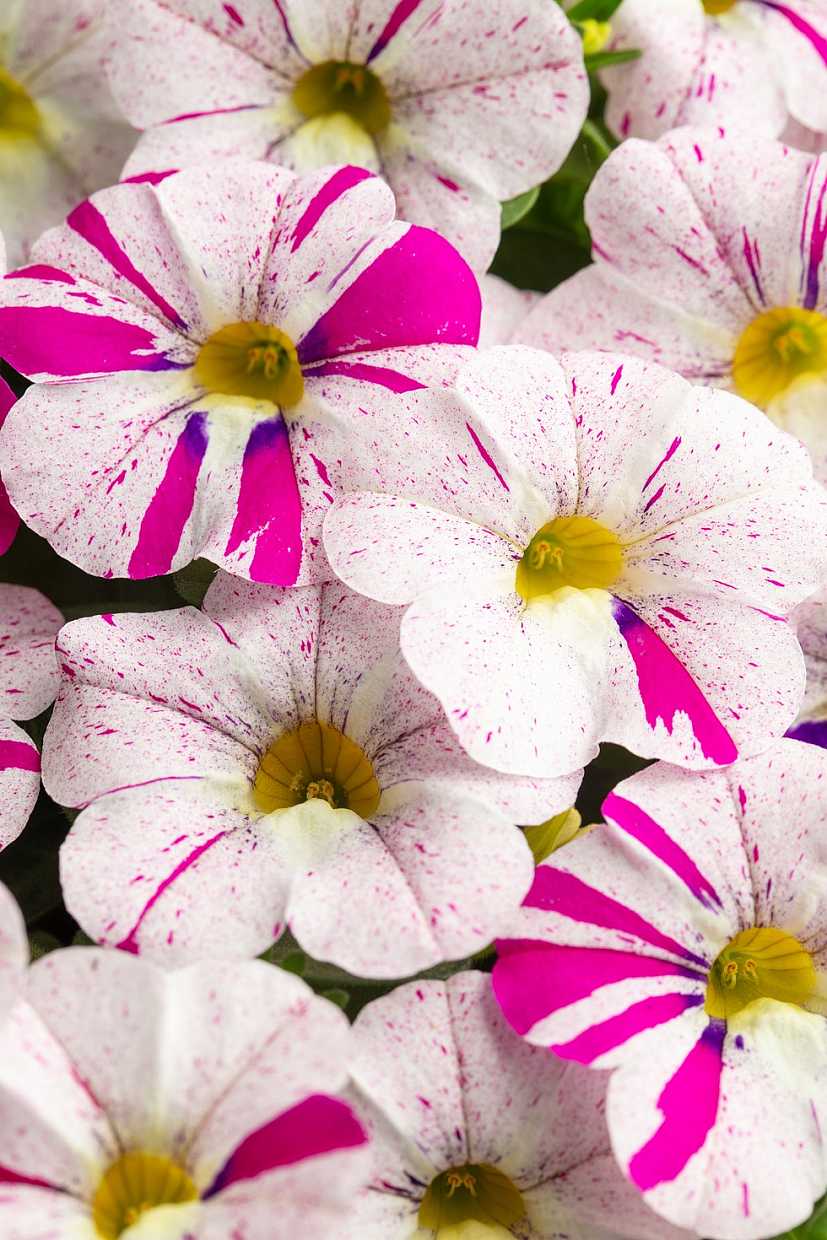 Calibrachoa hybrid Caliloco 'Graffitti' – Million Bells