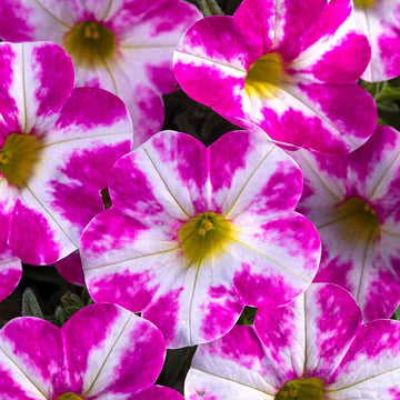 Calibrachoa hybrid Candy Shop 'Milky Pink' – Million Bells