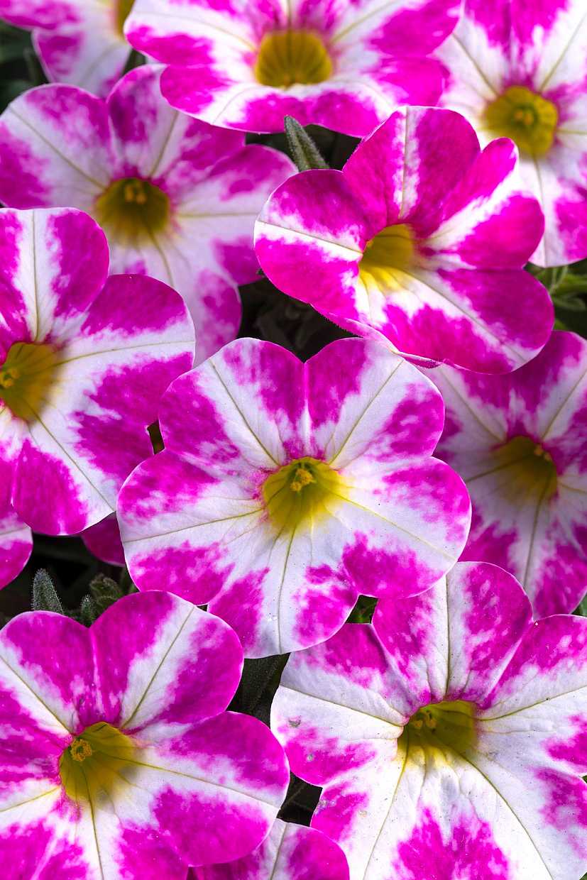 Calibrachoa hybrid Candy Shop 'Milky Pink' – Million Bells